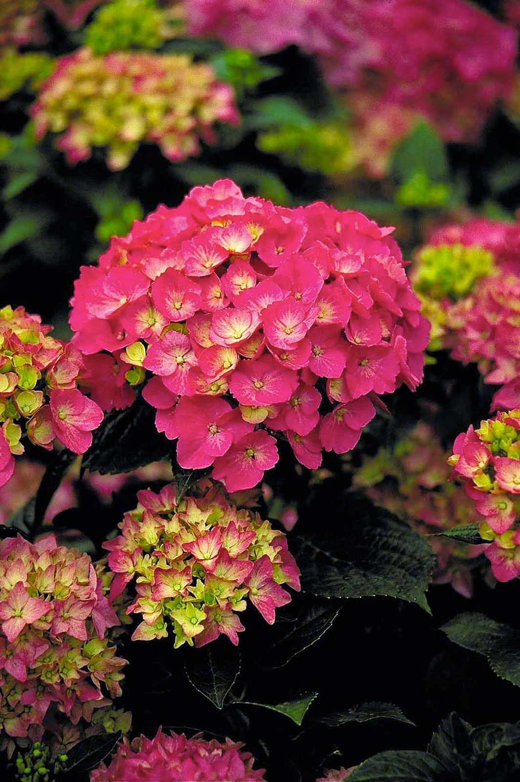 A Chef In The Garden Limelight Hydrangea