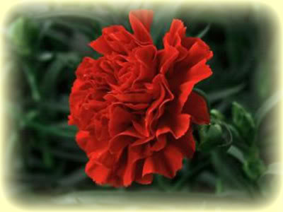 [Society+of+the+Red+Carnation.jpg]