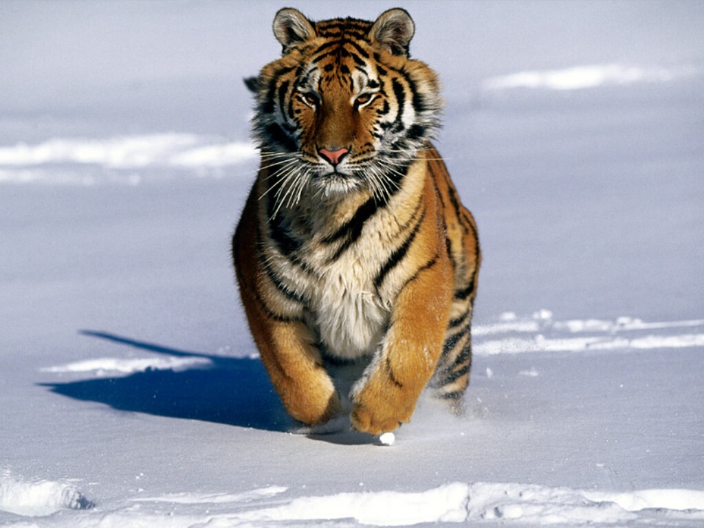 That is a tiger in Siberia,