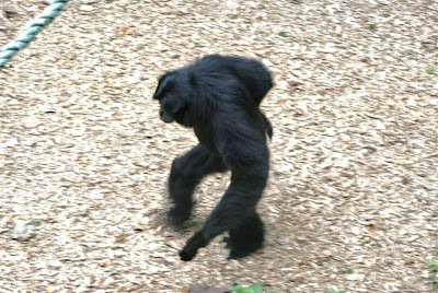 African+mammals