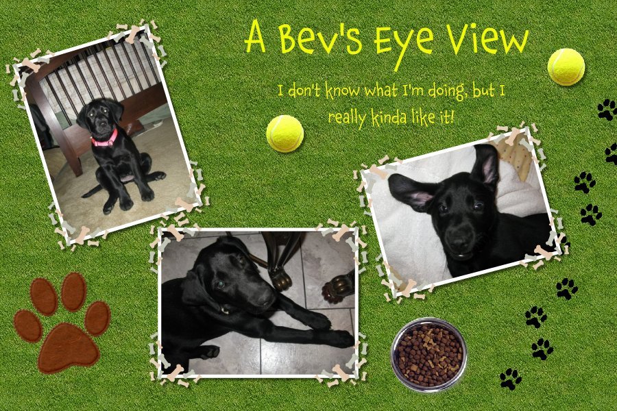 A Bev's Eye View