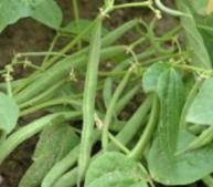 tumbuhan herbal Buncis tanaman obat