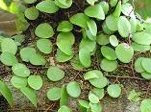 tanaman herbal Sisik Naga tanaman obat