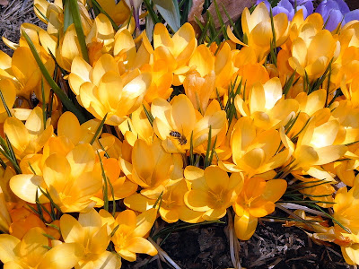 Crocuses in the Kellogg-Hubbard Library garden, April 20, 2007, taken by Rachel Senechal. Click to enlarge