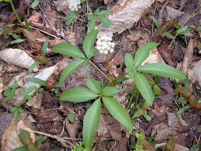 Photo of dwarf ginseng by Rachel Senechal