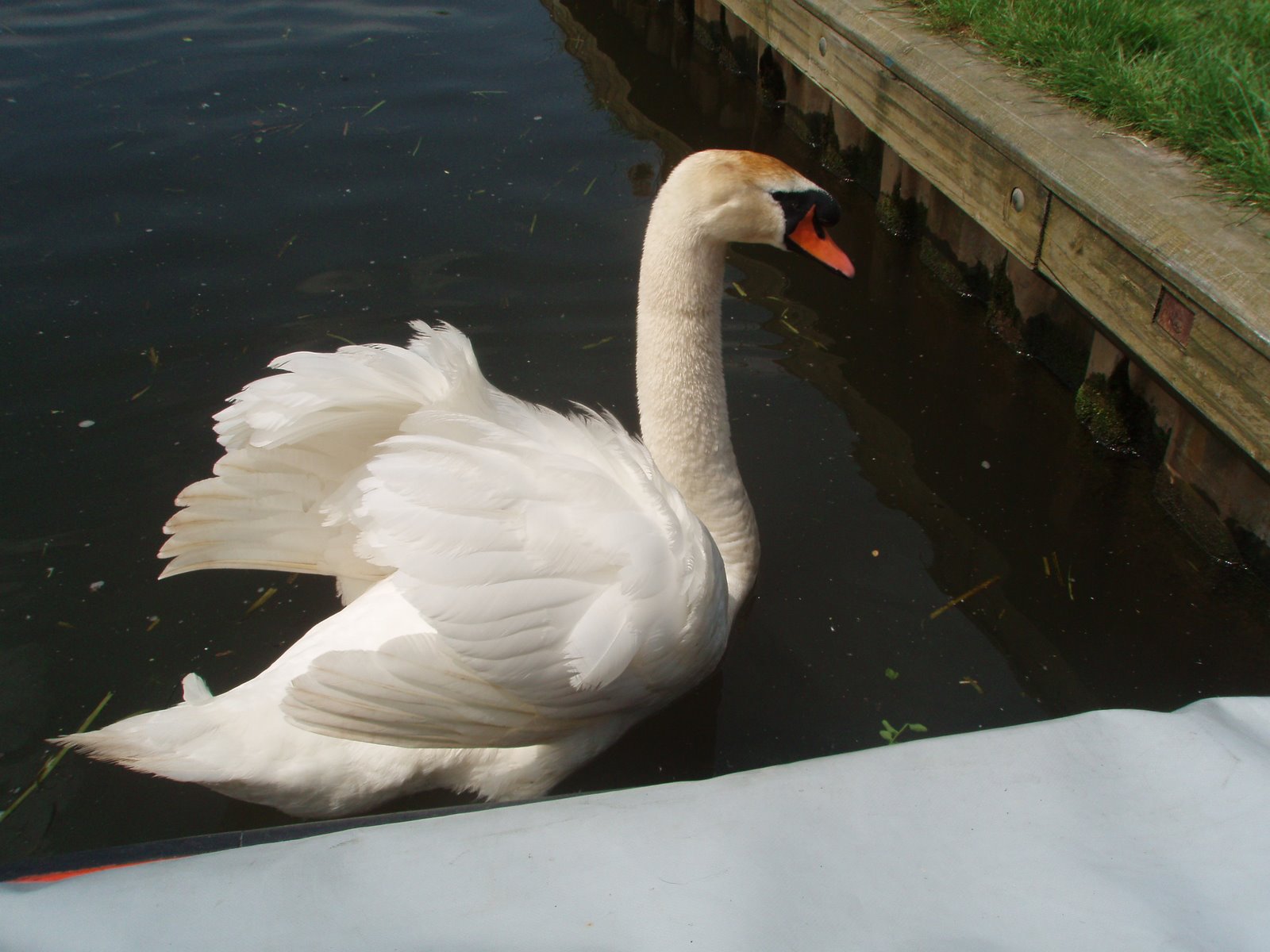 [swan.JPG]
