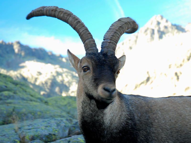 Первый клон вымершего подвида пиренейских козлов (Capra pyrenaica