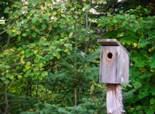 blue bird house