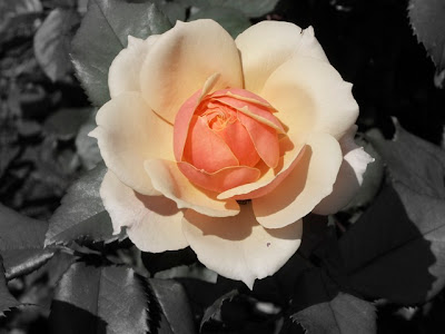 gradient Photoshopped rose