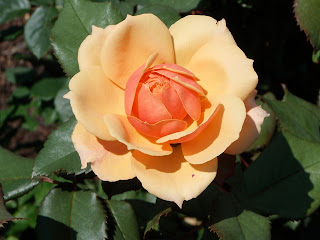 yellow rose