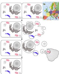 [EuroApoptose.jpg]