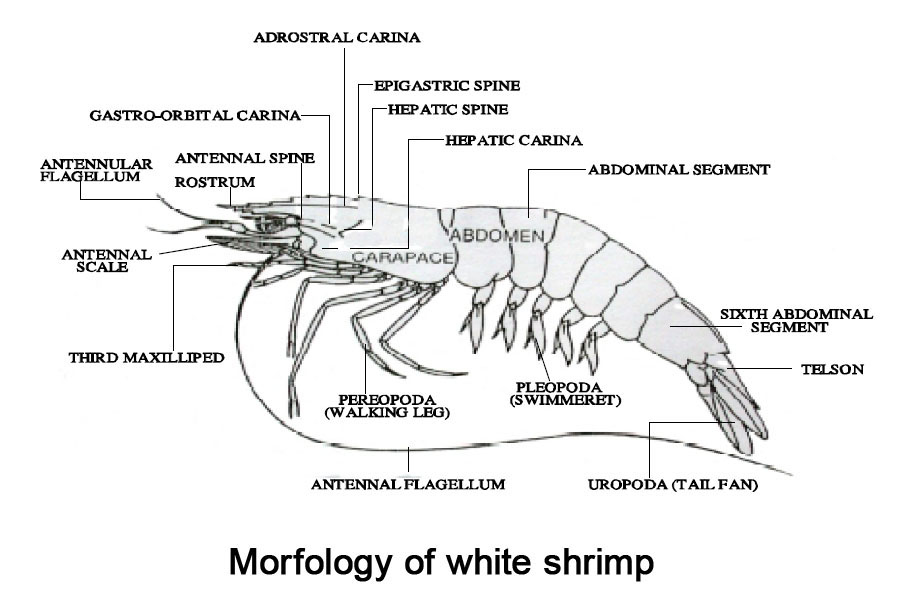 what are the parts of: a shrimp