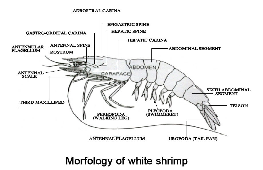Shrimp Culture Morphology, anatomy, and physiology of shrimp