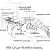 Morphology, anatomy, and physiology of white shrimp