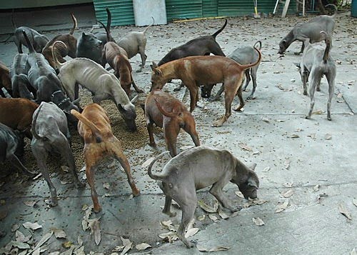 Feeding Frenzy