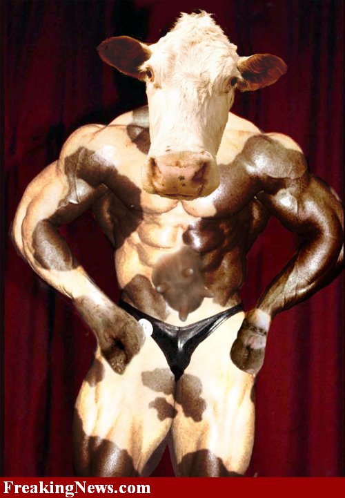 [Beefed-Up-Cow--14239.jpg]