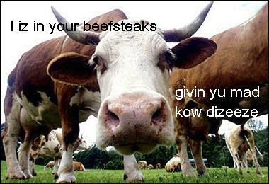 aaaMadCow.Random.photo.JPG