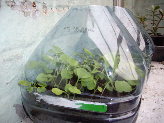 Greenhouse Small