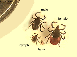 Chiggers
