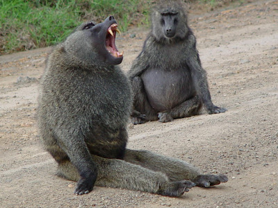 baboon anatomy