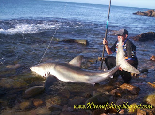 Great White Shark