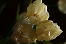 hvite tulipaner