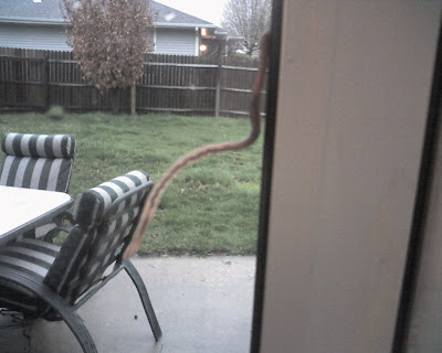 What The Foto Spider Worm Spider Worm Does Whatever A Spider