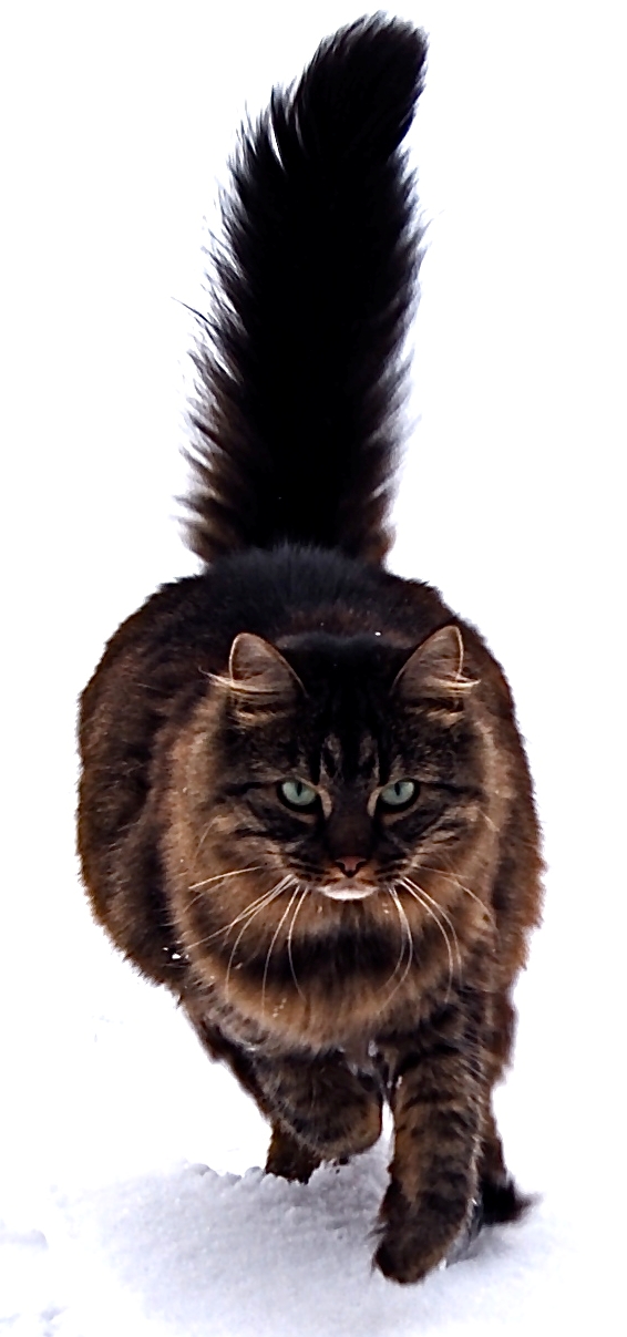 the Maine Coon is maine coon cat. the Maine Coon is