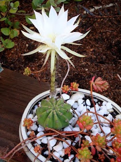 succulent blossom melbourne