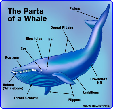 whale diagram everywhere there and here july 2007 whale diagram everywhere there and here july 2007