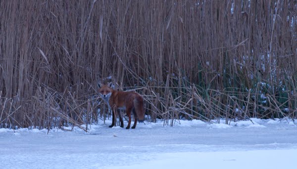 [FoxonIce.jpg]