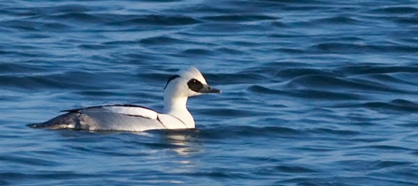 [Smew.jpg]
