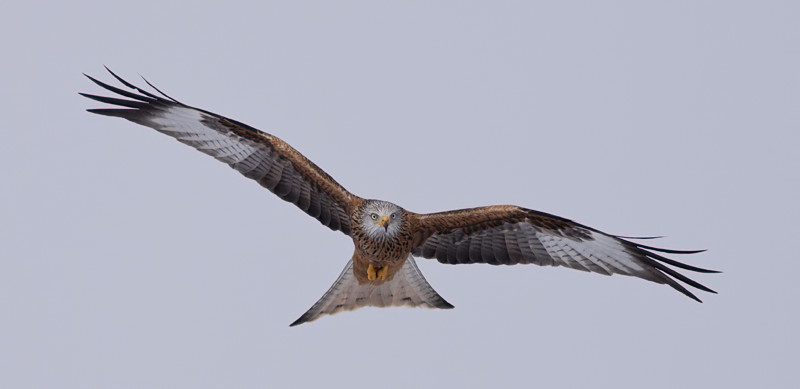 [Red-Kite-11.jpg]
