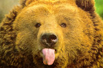 Grizzly Bear ngeBLOG ..???