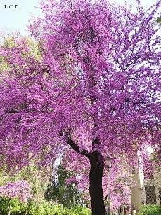 La Belleza de la Naturaleza