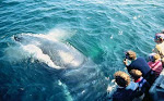 Turistas tomandòle fotos a una ballena Jorobadas en Samana.