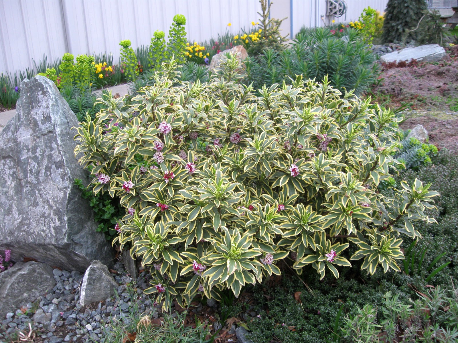 The Plant Hunter No More Weeding Or Mulching Ground Covering Shrubs