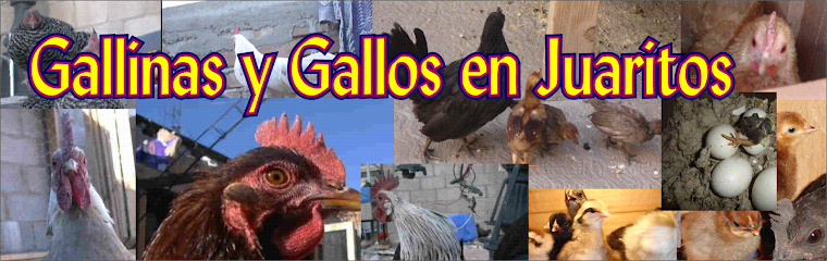 Gallinas y Gallos en Juaritos