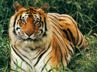 Tigers - Tiger Wallpaper