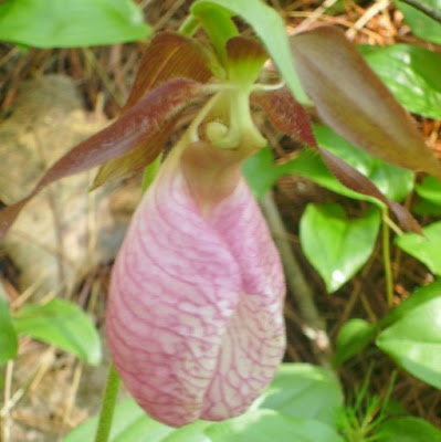 orquidea orquidea