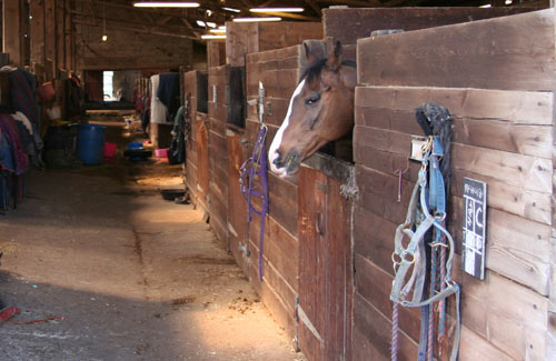 Mar+03+-+Horse+stable.jpg