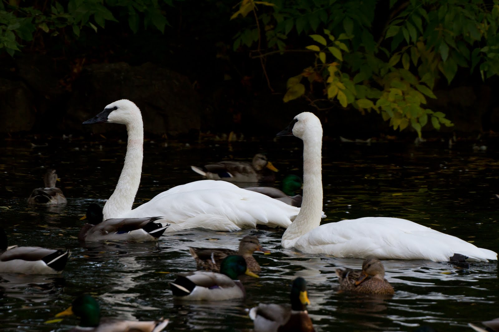 Calico's Nest Denver Zoo Birds!
