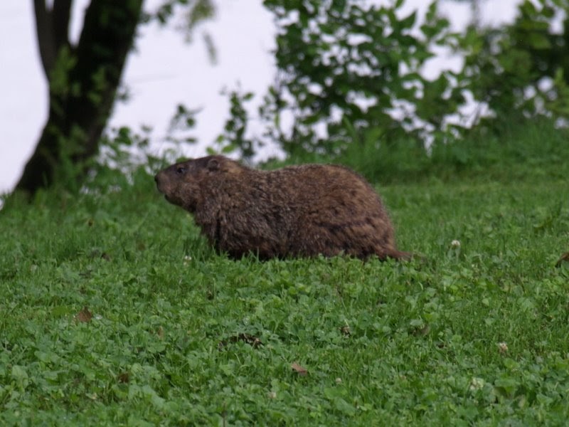 Ohio River Blog Muskrat or groundhog