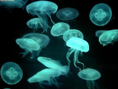 Imagenes de burbujas en movimiento para escritorio - Imagui