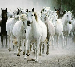 Mis amigos los caballos blancos