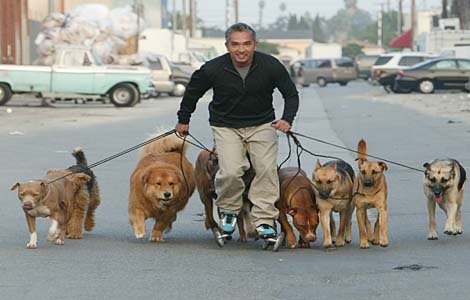 [millan-dogpack-lg.jpg]