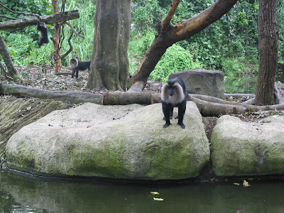 zoo black monkey zoo black monkey