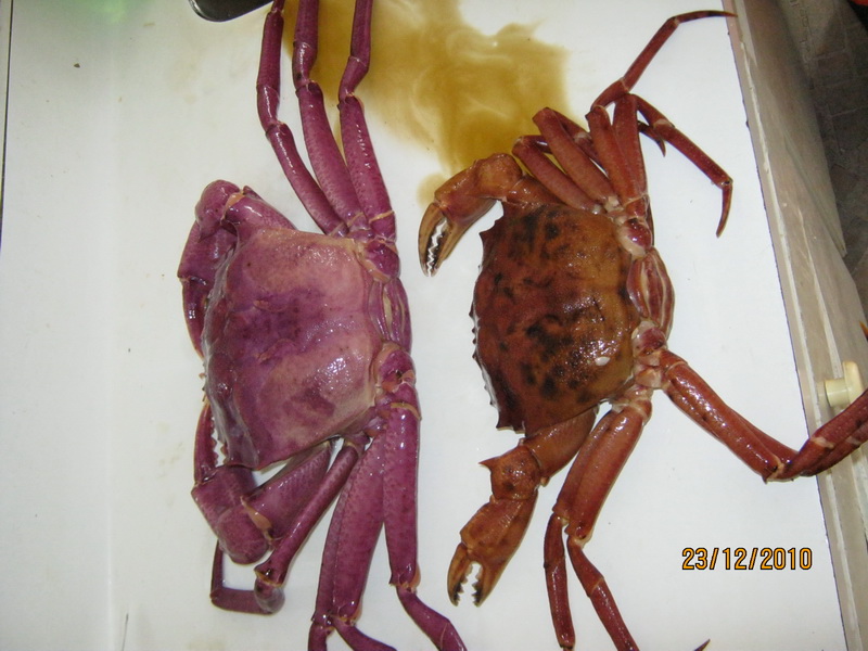 my walk with food and beautiful plants and flowers My World Tuesday