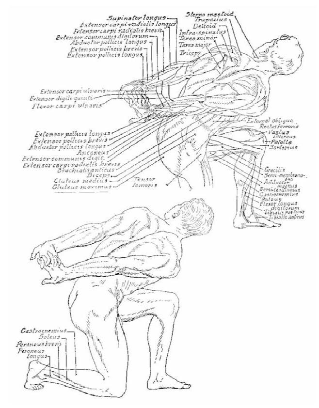 desenho de anatomia victor perard pdf