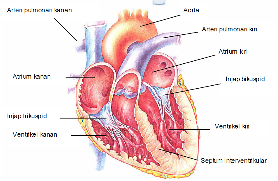 Peredaran darah